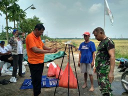 Batuud Koramil 0816/10 Balongbendo, Serma Suwandi melaksanakan kegiatan pengubinan padi