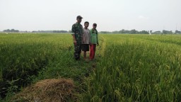 Babinsa Desa Prasung Serma Karli setia dampingi kelompok tani tanam padi