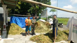 Babinsa Ramil 0816/11 Desa Mlirip Rowo dampingi Pok Tan saat panen padi