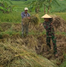 Babinsa Banjarsari melaksanakan pendampingan pertanian bersama Poktan untuk panen padi