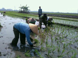 Anggota koramil 0816/10 Balongbendo Babinsa Serka Suwardi melaksanakan Tanam Padi