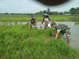 Babinsa Koramil 18/Sedati ikut terjun ke sawah demi suksesnya Swasembada Pangan