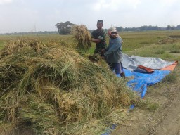 Babinsa Koramil 0816/11 Tarik setia dampingi petani untuk Panen Padi