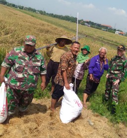 Kopka Rujianto dan Sertu Muttakim melaksanakan kegiatan SSP Panen Ubinan Ci Herang KSA