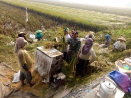 Koramil 0816/08 Jabon terjunkan langsung babinsa, dampingi Petani dalam mengelola sawah