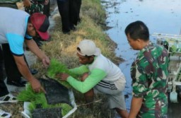 Semangat Babinsa Kedung Kembar Bantu Tanam Padi
