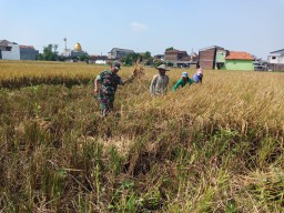 Panen Padi bersama Babinsa Koramil 0816/16 Waru di Sawah Pepelegi Waru