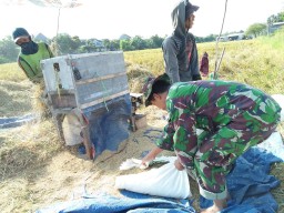Semangat petani panen padi bersama babinsa koramil 0816/16 waru di sawah desa waru