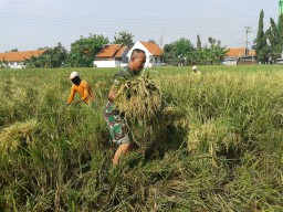 Anggota Ramil 0816/14 Taman aktif pendampingan petani di Ds. Sepanjang Taman