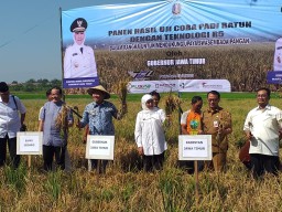 Kunker Gubernur Jatim dalam rangka pengawasan uji coba pengembangan padi Ratun di area Puspa Agro Sidoarjo
