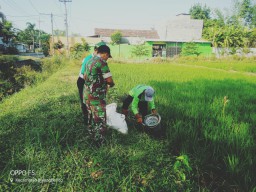 Babinsa Koramil0816/10 Balongbendo serka sudarmono melaksanakan kegiatan Gerdal Hama dengan Dinas Pertanian kabupaten Sidoarjo