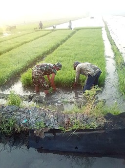 Impian dan Harapan Petani Terbantu Peran Babinsa Koramil 0816/02 Candi