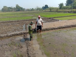 Serda Sukaryono terjun ke sawah bantu petani di wilayah binaan nya kelurahan Urang Agung