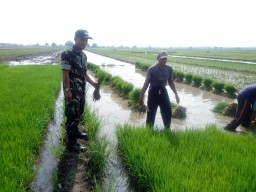 Babinsa Koramil 0816/03 Buduran dan besama petani dalam swasembada pangan