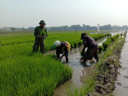 Babinsa 0816/01 bantu poktan Srisedono 2 Kelurahan Urangagung tanam benih padi.