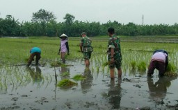 Babinsa 0816/16 Waru melaksanakan tanam padi di sawah desa pepelegi waru