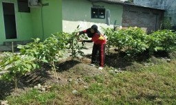Anggota Koramil 0816/06 Tanggulangin Budi Daya Tanam Terong.