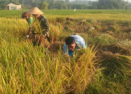 Sebagai bentuk Kemanungalan TNI-Rakyat, Babinsa 0816/03 Buduran membantu petani melaksanakan panen padi