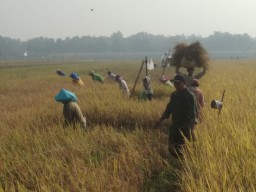 Babinsa Koramil 0816/10 Balongbendo Serda Arbarofi Melaksanakan pendampingan panen padi