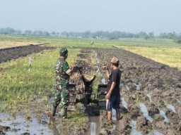 Pembajakan sawah Petani beserta Babinsa Koramil 0816/10 Balongbendo Serda Sarko