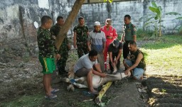 Koramil 06/ Tanggulangin melaksanakan Potong Hewan Qurban