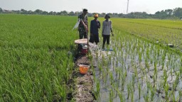 BABINSA DESA PRASUNG SERMA KARLI DAMPINGI KELOMPOK TANI MENGATASI KEKURANGAN AIR BERSAMA POKTAN