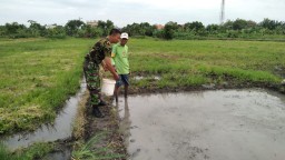 Babinsa Ds Sukorejo Setia Dampingi Kelompok Tani Penyemaian Bibit Padi