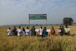Dandim 0816/Sidoarjo Panen Raya Padi Di Desa Kedung Kembar Prambon, Siap Dukung Program Swasembada Pangan Pemerintah