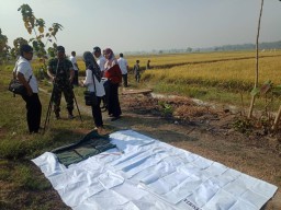 Babinsa Koramil 0816/12 Prambon bantu poktan bersama PPL Kec. Prambon ubinan padi jenis ciherang