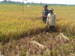 Babinsa Serka Harsoyo Koramil 0816/09 Dampingi Petani Kegiatan Panen di Desa Terik Kecamatan Krian