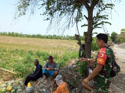 Babinsa Koramil Jabon Bantu Panen Garbis Warga di Desa Jemirahan.