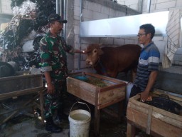 Babinsa Desa Cangkring Kunjungi Penggemukan Sapi di Desa Cangkring