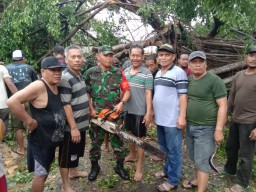 Babinsa koramil 0816/01 sidoarjo bersama warga bersihkan pohon yang tumbang kejalan.