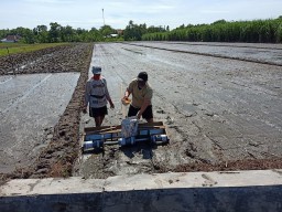 Babinsa di saat musim covid 19 bantu dampingi Tanam Padi dengan cara Tabela