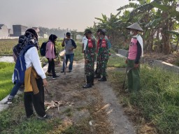Babinsa Koramil 0816/03 Buduran Bersama Petani Basmi Tikus di desa Sidokepung di Kec.Buduran