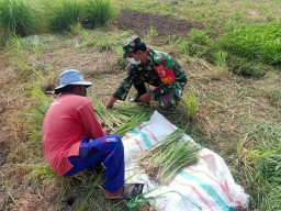 Babinsa Koramil 0816/05 Tulangan Serma Edi Motivasi Warganya Dalam Budidaya Tanaman Serai Wangi