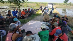 Babinsa Koramil 0816/05 Tulangan Pelda Marjuki Turun Langsung Ke Sawah Bantu Warga Desa Binaannya Tanam Padi