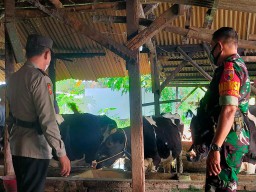 Antisipasi PMK, Babinsa Jajaran Kodim 0816/Sidoarjo Aktif Pantau Hewan Ternak Di Wilayah