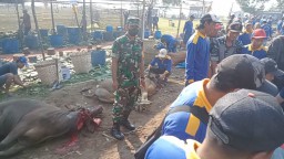 Bersama Petugas PPL Babinsa Koramil 0816/06 Tanggulangin Lakukan Pendampingan Penyembelihan Hewan Qurban