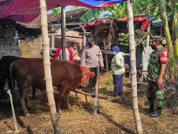 Babinsa Koramil 0816/07 laksanakan monitoring penyakit mulut dan kuku pada hewan ternak.