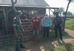 Anggota Koramil 0816/03 Buduran melaksanakan pendampingan pendataan ternak