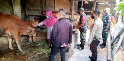 Anggota Babinsa Koramil 0816/06 Tanggulangin Bareng PPL Pantau PMK