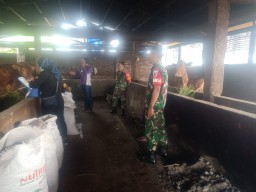Danramil 0816/05 Tulangan Peduli Giat Vaksin Cegah PMK Di Wilayah Teritorialnya