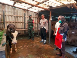 Babinsa Koramil 0816/11 Tarik Dampingi Dinas Peternakan Laksanakan Vaksinasi Hewan Ternak