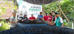 Sukseskan Ketahanan Pangan, Babinsa 0816/15 Sukodono Bantu Panen Lele