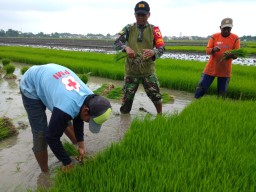 Babinsa Koramil 0816/01 Sidoarjo kelurahan Urang agung wujudkan ketahanan pangan.
