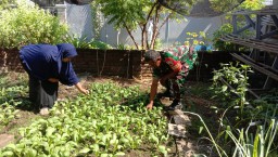 Wujudkan ketahanan pangan Babinsa Koramil 0816/01 Sidoarjo penanaman sayur mayur.