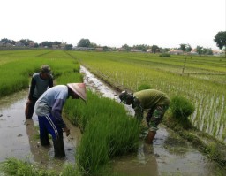 Peran babinsa Koramil 0816/01 Urang agung turun ke sawah dalam menyukseskan ketahanan pangan.