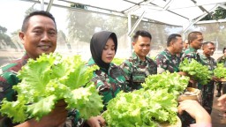 Panen Sayur Hidroponik Kodim 0816/Sidoarjo Wujud Peningkatan Ketahanan Pangan
