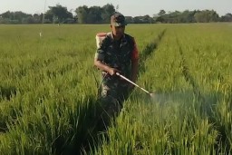 Babinsa Cangkrituri Prambon Sukseskan Hanpangan